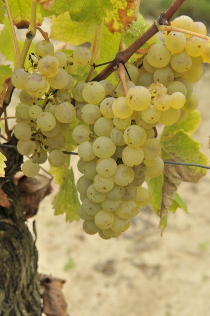 亨瑞先生 85 岁生日之际, 我们希望奉上一些不寻常的葡萄酒向他致敬